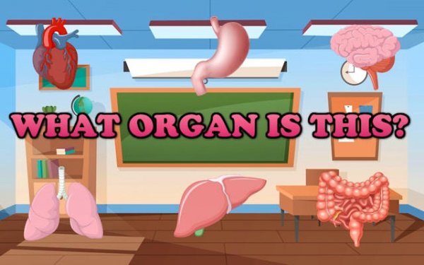 Body Systems Learning Game