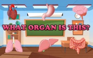 Body Systems Learning Game