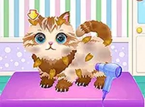 Animal Care & Fashion Studio